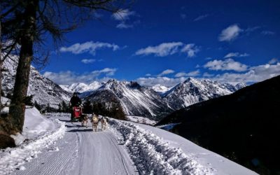 SCOPRI LO SLEDDOG IN VALTELLINA