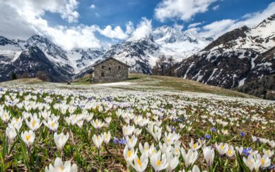 PROFUMO DI PRIMAVERA
